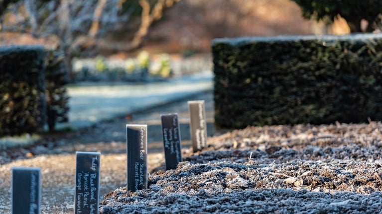 Winter in walled garden at Llanerchaeron, Ceredigion